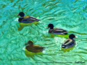 Ducks-Turquoise-crop-1000px