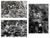 Woods-spring-black-white-set-1000px