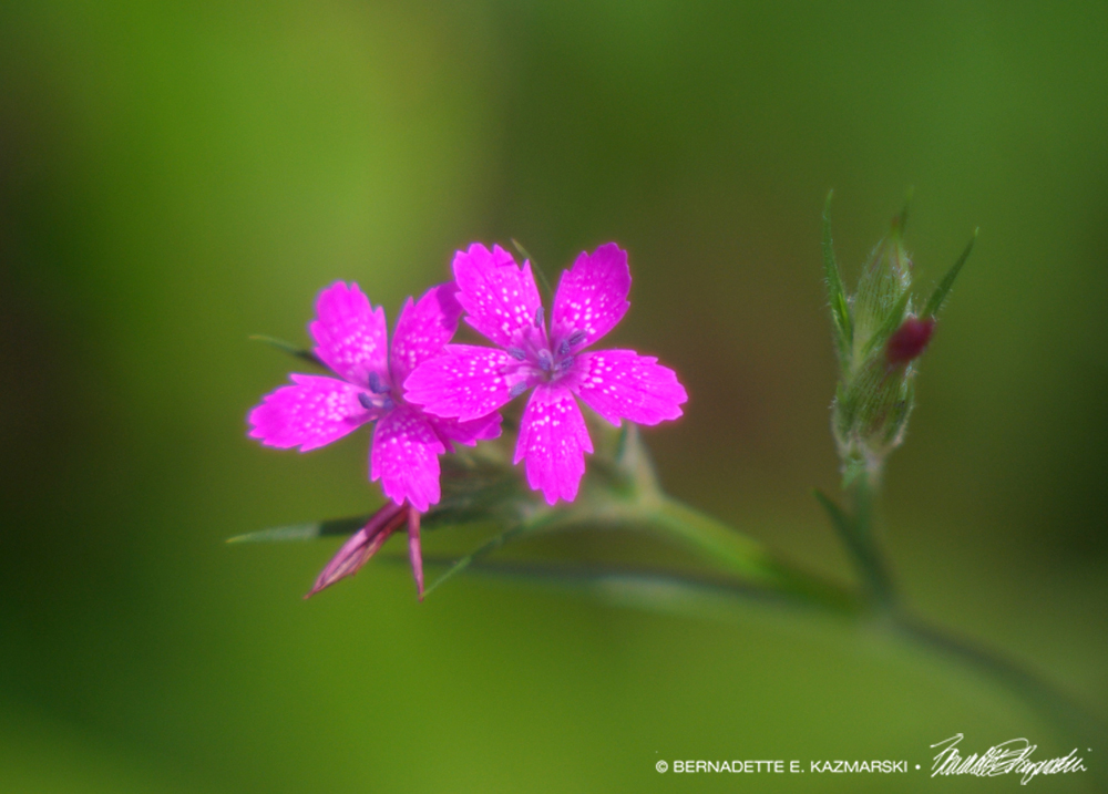 Deptford Pink