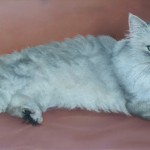 "Sooty", pastel, 1998.