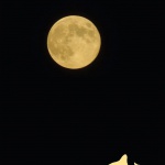 Silhouettes Full Moon Halloween Card