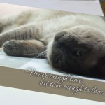 Never Enough Time, But Time Enough to Love