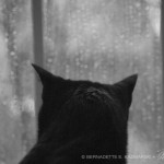 Of the Rain and Giuseppe
