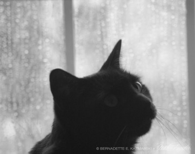 Of the Rain and Giuseppe, Searching