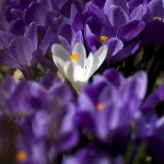 Stand Out in a Crowd