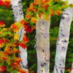 Birches 1, Autumn Showers, oil pastel, 24.5 x 18, 1998 © Bernadette E. Kazmarski
