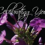 Birthday Phlox
