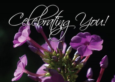 Birthday Phlox