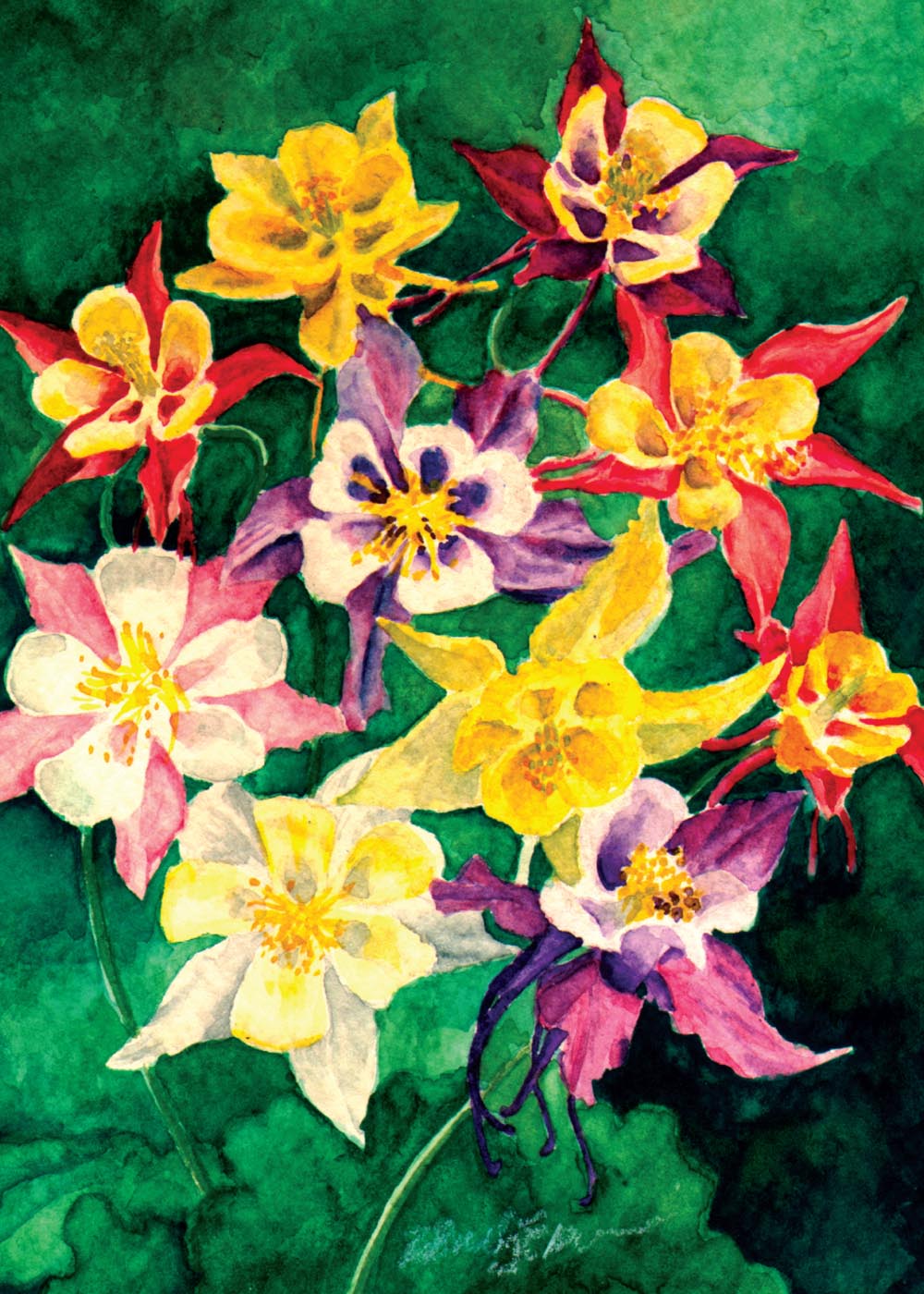 Columbines