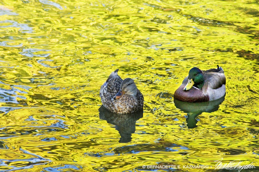 mallard ducks on pond
