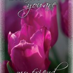 Friends Pink Tulips