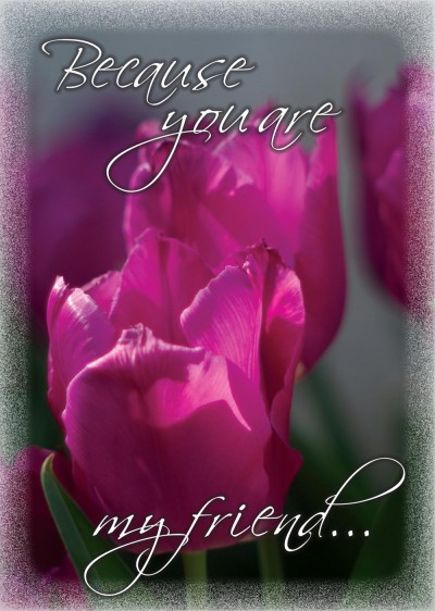 Friends Pink Tulips