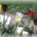 Get Well Tulips
