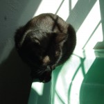 Composition in Black and Green Feline Photo Greeting Card