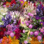 Market Flowers