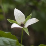 Nodding Trillium