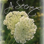 Secret Queen Anne