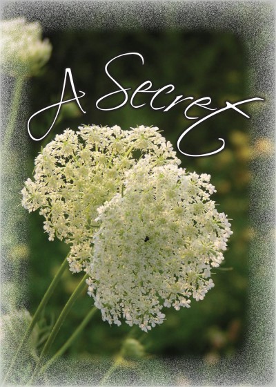 Secret Queen Anne
