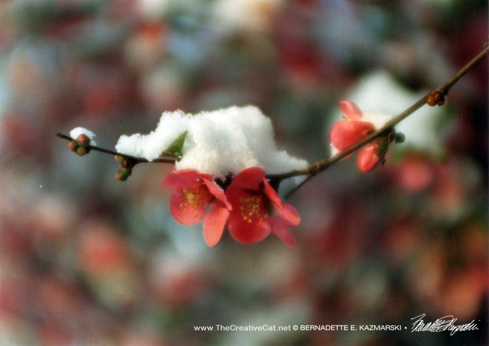 Quince blossoms with snow, the actual reference photo for this block print.