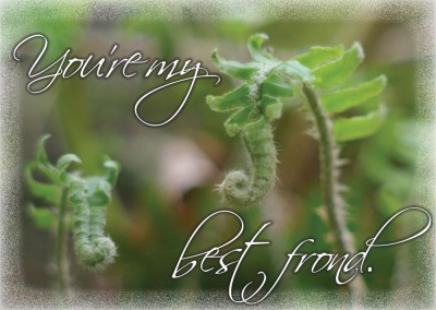 Best Fronds