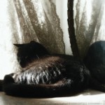 Mewsette in the Mirror.