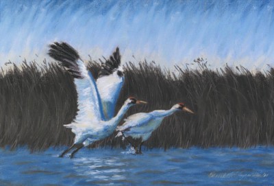 "Taking Flight", pastel, 18.25" x 12.25", 2000 © Bernadette E. Kazmarski