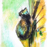 Mimi's Sunbath, 5" x 7", ink marker and watercolor pencil ยฉ B.E. Kazmarski
