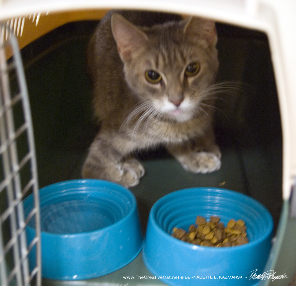 The radial hypoplasia kitty gets along okay in her carrier.
