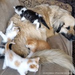 Braxton overcome with rescued kittens.