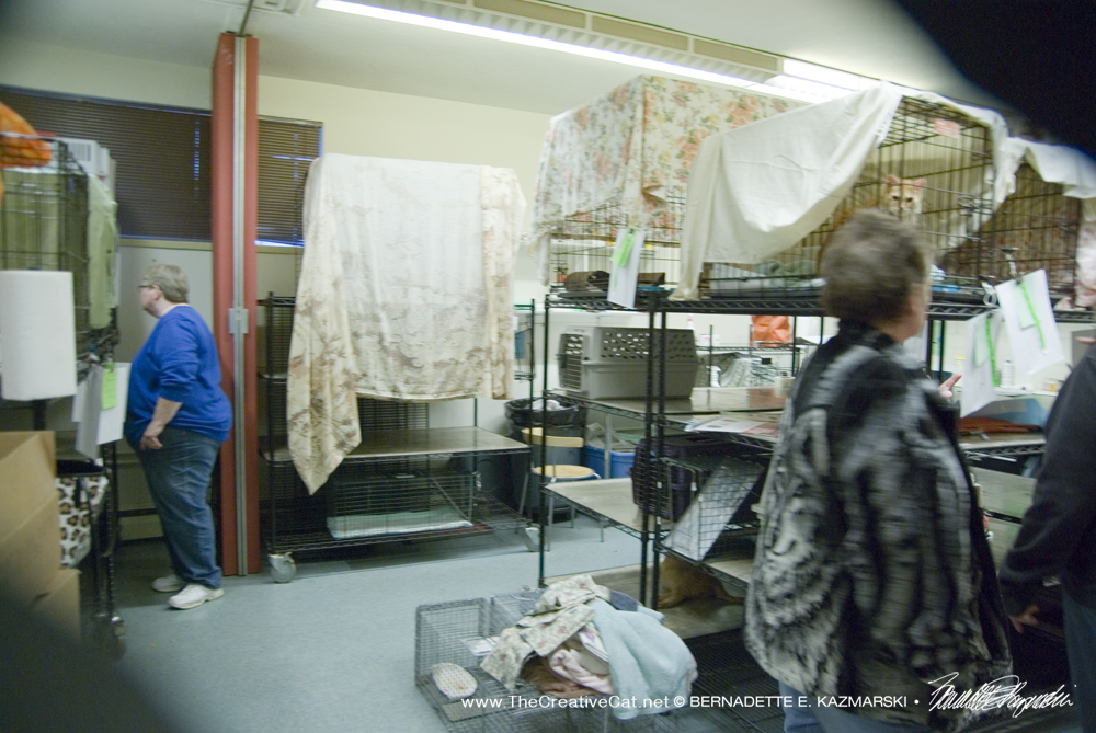 The clinic holding area with crates and cages.