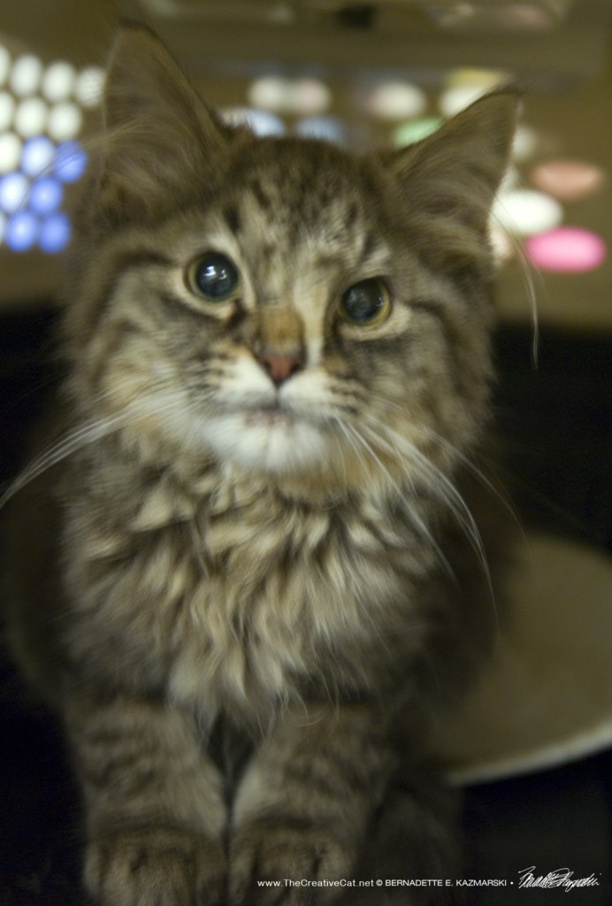 A kitten's distorted face.