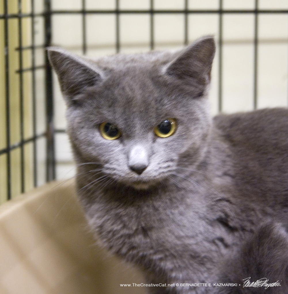 The gray kitten's face.