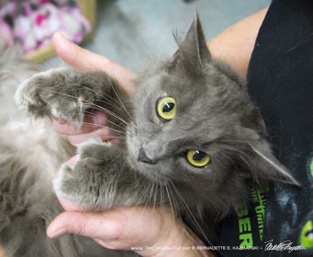 The gray mama kitty's big mittens.
