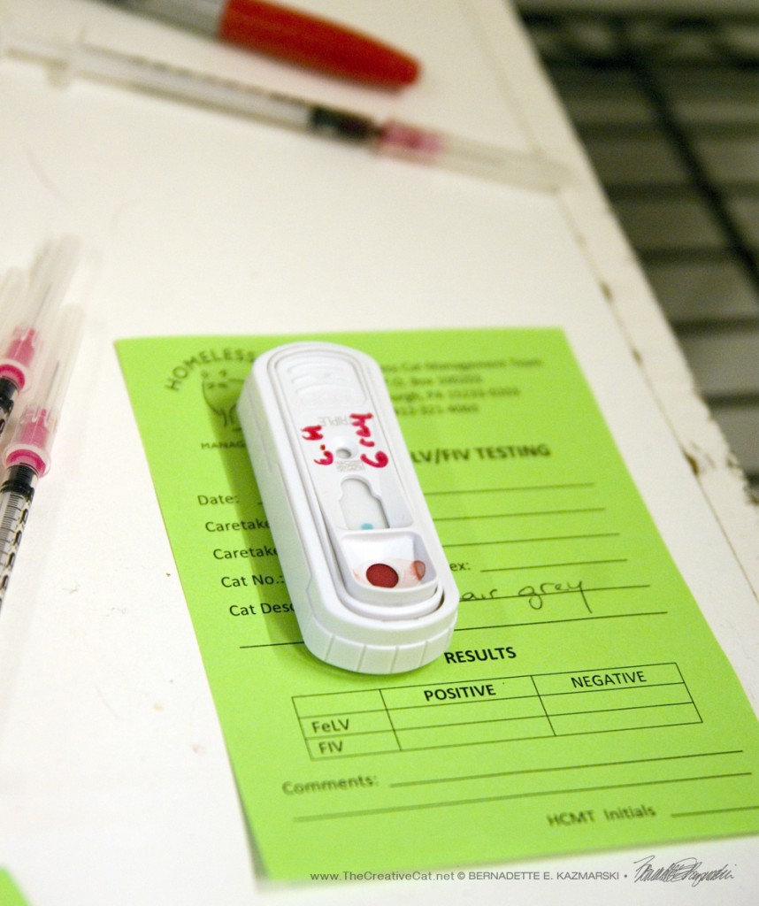 A negative FIV/FeLV test!