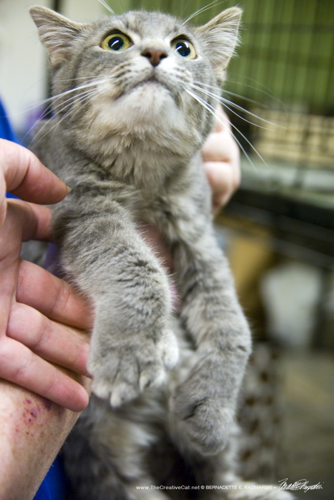 The other kitten with radial hypoplasia.