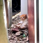 The kitten most afflicted with cerebellar hypoplasia.