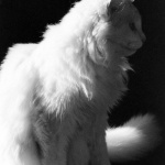 Sally, Profile.