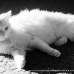 Sally, Reclining.