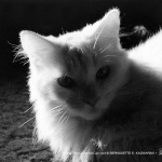 Sally, Silhouette.
