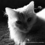 Sally, Silhouette, square.