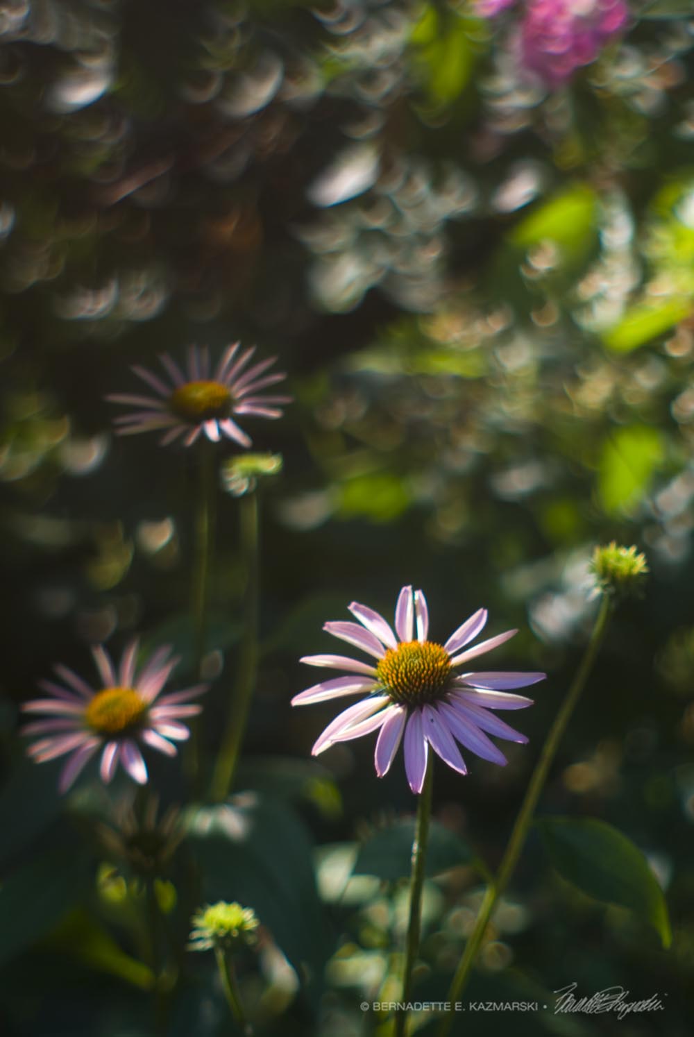 Echinacea