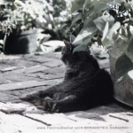 The Garden Bean, desaturated color