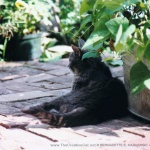 The Garden Bean, color