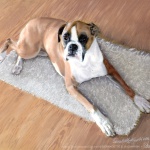 pastel portrait of boxer