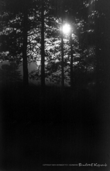 Moonlight Through the Pines