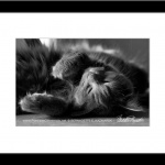 Framed Photo.