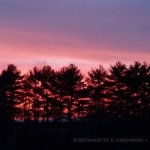 Through the Pines, Photo.