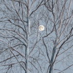 "Sycamore Moon", pastel, 14" x 20" © Bernadette E. Kazmarski