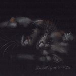 "Gentle Highlights", pastel on black paper, 9" x 7" © Bernadette E. Kazmarski