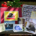 August 2016 Feline Sampler Box